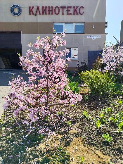 На клумбах ООО "Клинотекс" распустилась магнолия