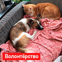 Волонтёрство